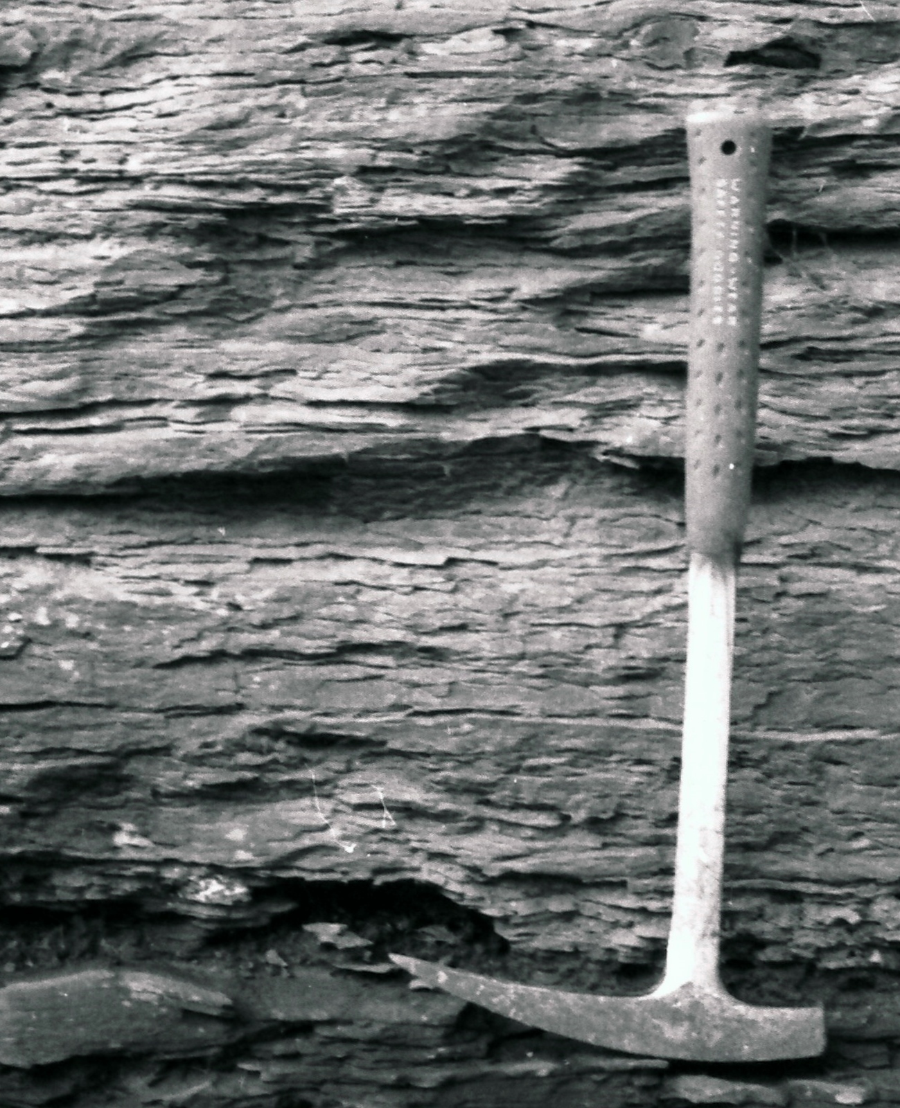 The coming of the black shales The Catskill Geologist