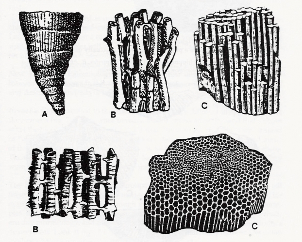 Fossil corals of the Catskill Mountains June 17, 2020 – The Catskill ...